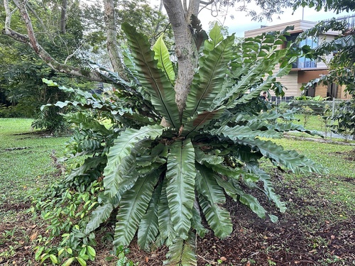 Asplenium musifolium