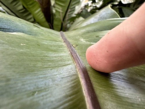 Asplenium musifolium