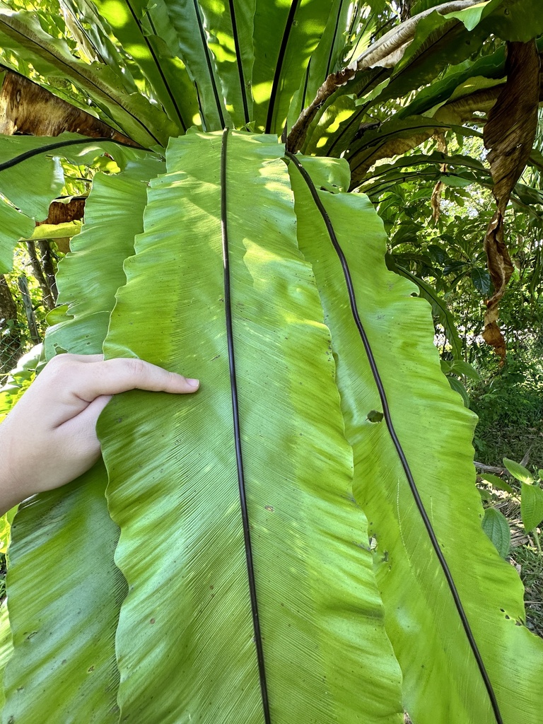 Bird's Nest Fern (Asplenium nidus)  iNaturalist