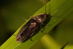 Gambrinus griseus