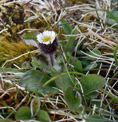 Erigeron humilis