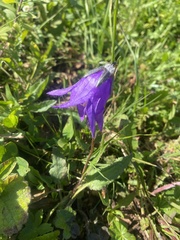 Collina Bellflower (Campanula collina)