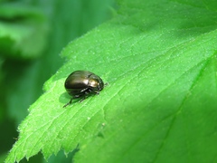 Chrysolina aurichalcea