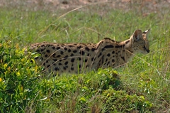 Leptailurus serval