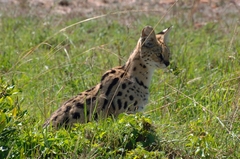 Leptailurus serval