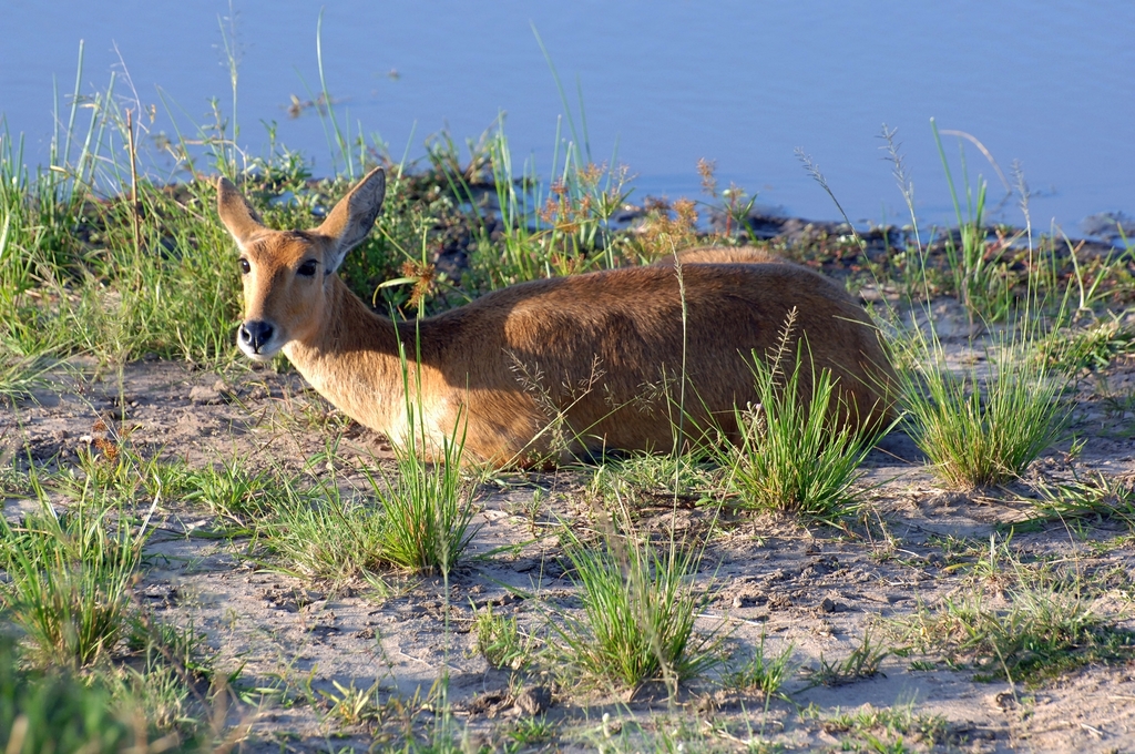 Redunca redunca, Narok County, Kenya, by mikeloomis