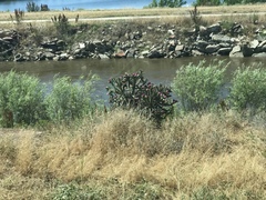 Cylindropuntia imbricata