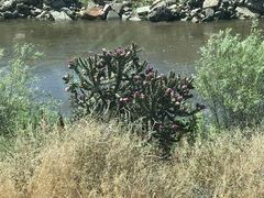Cylindropuntia imbricata