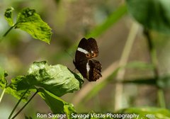 Anartia lytrea