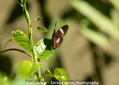 Anartia lytrea