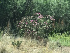 Cylindropuntia imbricata
