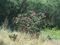 Cylindropuntia imbricata