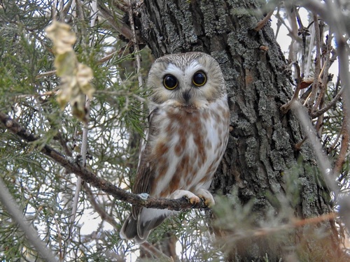 Northern Saw-whet Owl photographed in South Dakota