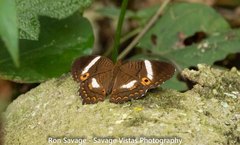 Anartia lytrea