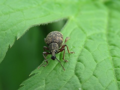 Otiorhynchus grandineus