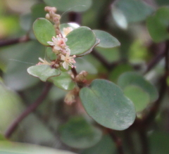 Muehlenbeckia complexa complexa
