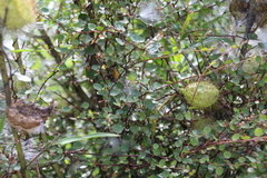 Muehlenbeckia complexa complexa