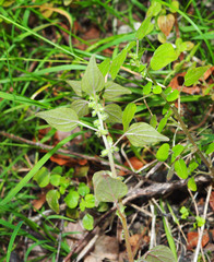 Parietaria debilis