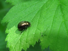 Chrysolina aurichalcea