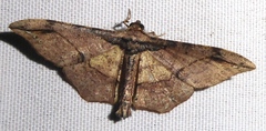 Hyposidra infixaria