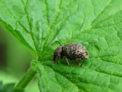 Otiorhynchus grandineus
