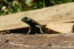 Sceloporus smaragdinus