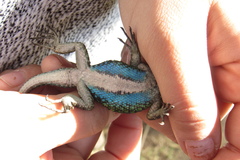 Sceloporus smaragdinus