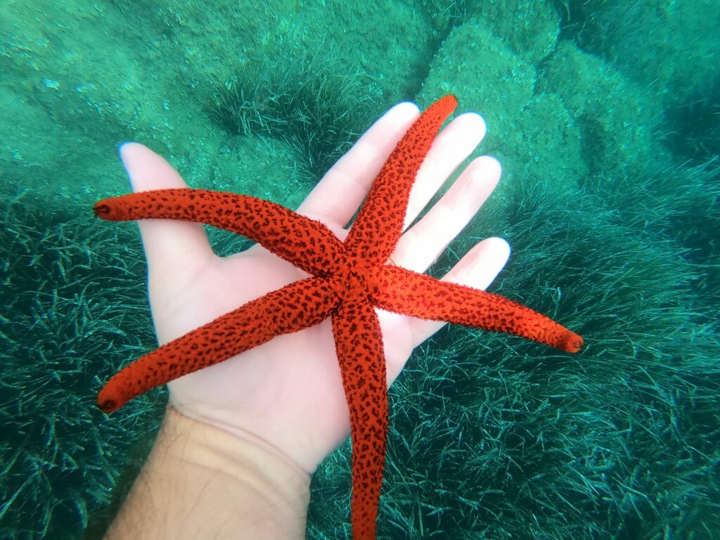 Immagine rappresentativa del genere Echinaster