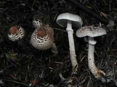 Lepiota felina