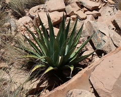 Agave utahensis kaibabensis