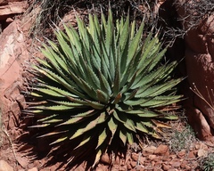 Agave utahensis kaibabensis