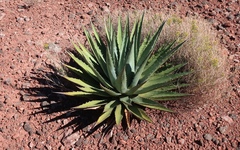 Agave utahensis kaibabensis