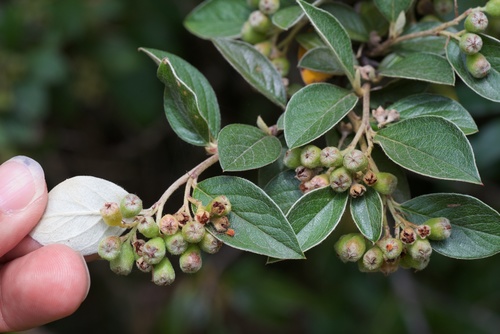 Cotoneaster franchetii