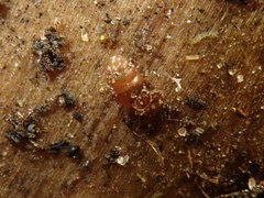 Vertigo pygmaea