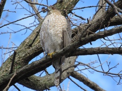 Accipiter cooperii