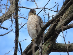 Accipiter cooperii