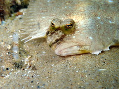 Pseudorhombus jenynsii