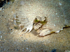 Pseudorhombus jenynsii