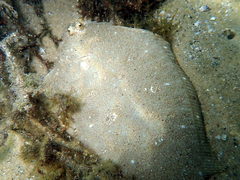 Pseudorhombus jenynsii