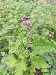 Glandularia canadensis