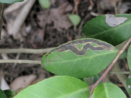 Phytomyza vomitoriae photo 4