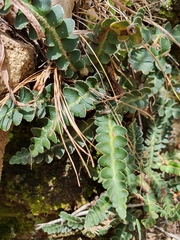 Asplenium ceterach image