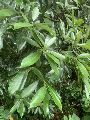 Image of Lithocarpus edulis by (c) 岸本年郎, some rights reserved (CC BY)