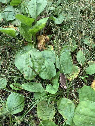 Chinese plantain (Plantago asiatica)