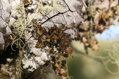 Tuckermanopsis platyphylla