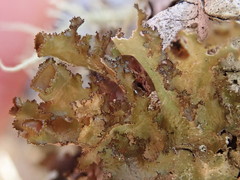 Tuckermanopsis platyphylla