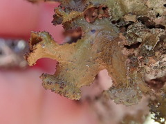 Tuckermanopsis platyphylla