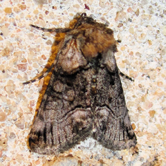 Abrostola microvalis