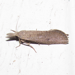 Acrolophus mortipennella