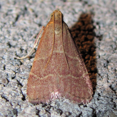 Arta epicoenalis